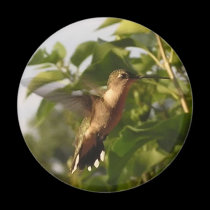 Humming Bird 1 magnets