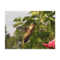 Humming Bird 1 postcards