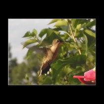 Humming Bird 1 postcards