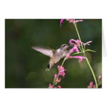 Humming Bird Agastache cards
