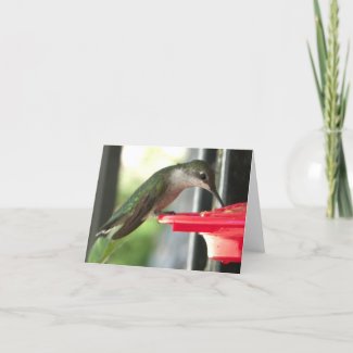 Humming Bird at Feeder Photograph Blank Cards