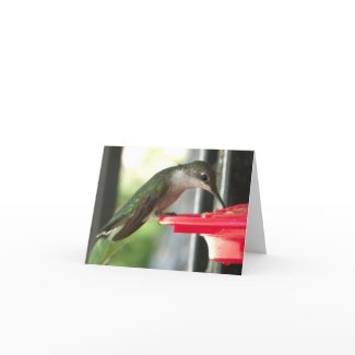 Humming Bird at Feeder Photograph Blank Cards