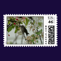 Humming Bird at Rest
