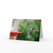 Humming bird cards