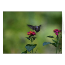 Humming Bird Card cards