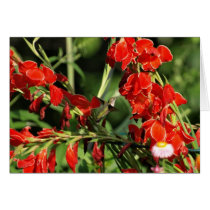 Humming Bird cards