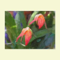 Humming Bird Flame Orchid postcards