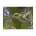Humming Bird Harmony postcards