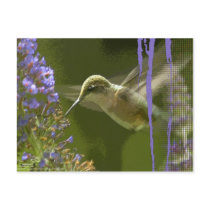 Humming Bird Harmony postcards by arteologist23 Humming Bird Harmony postcards