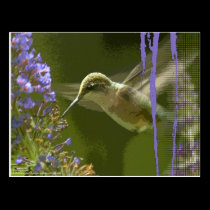 Humming Bird Harmony postcards
