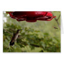 Humming Bird & Hornet cards