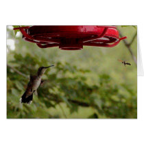 Humming Bird & Hornet cards
