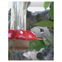 humming bird on feeder flyer