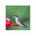 humming bird post cards