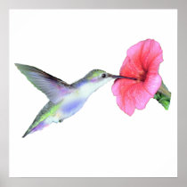 Humming Bird Poster