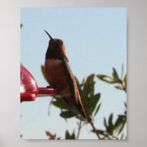 Humming bird posters