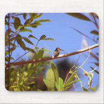 Humming Bird Resting mousepads
