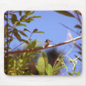 Humming Bird Resting mousepads by Envelope150 Humming Bird Resting mousepads