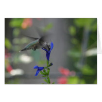 Humming Bird salvia sapphire blue cards