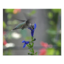 Humming Bird salvia sapphire blue print photography