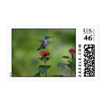 Humming Bird Stamp 2 stamps