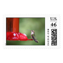 humming birds postage