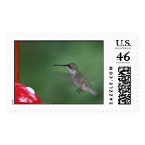 humming birds postage
