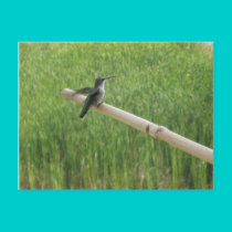 hummingbird5 postcards by jenniekurono hummingbird5 postcards