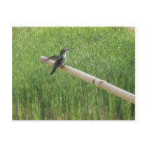 hummingbird5 postcards