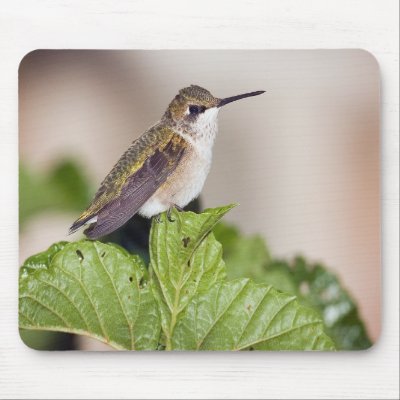 Hummingbird 1 Mousepad by crooster1