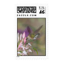 Hummingbird 20 postage by crooster1 Hummingbird 20 postage