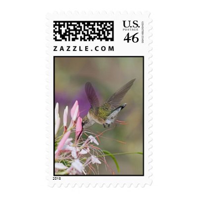 Hummingbird 20 stamps by crooster1