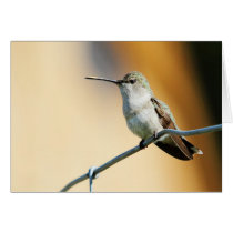 Hummingbird #2 cards