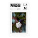 hummingbird 2 postage by Dotson hummingbird 2 postage