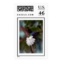 hummingbird 2 postage