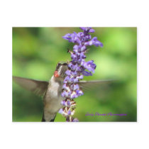Hummingbird 2 Postcard