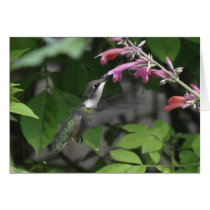 Hummingbird and Agastache Card cards