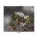 Hummingbird and Apple Blossoms Martin J. Heade posters by Ladiebug Hummingbird and Apple Blossoms Martin J. Heade posters