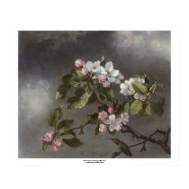 Hummingbird and Apple Blossoms Martin J. Heade posters by Ladiebug Hummingbird and Apple Blossoms Martin J. Heade posters