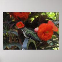 Hummingbird and Begonias Posters