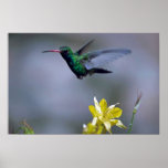 Hummingbird and columbine poster