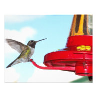 Hummingbird and Feeder Custom Invitations