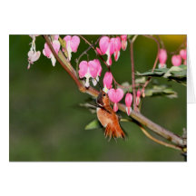 Hummingbird and Flowers Picture Greeting Cards