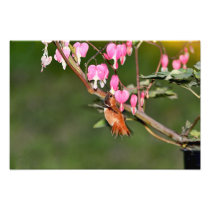 Hummingbird and Flowers Picture Photo