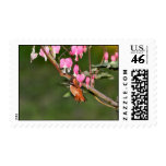 Hummingbird and Flowers Picture Postage