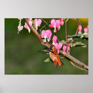 Hummingbird and Flowers Picture