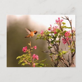 Hummingbird and Flowers Postcard