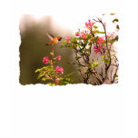 hummingbird, hummer, rufous hummingbird,