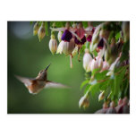 Hummingbird And Fushia Flower Plant Postcard