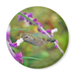Hummingbird and Mexican Sage II Refrigerator Magnet